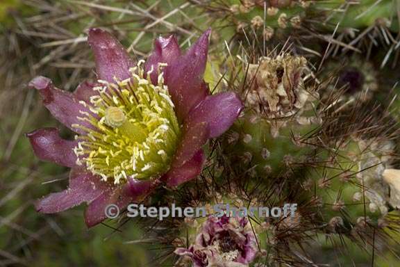 cylindropuntia prolifera 1 graphic